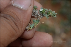 Heliotropium scabrum